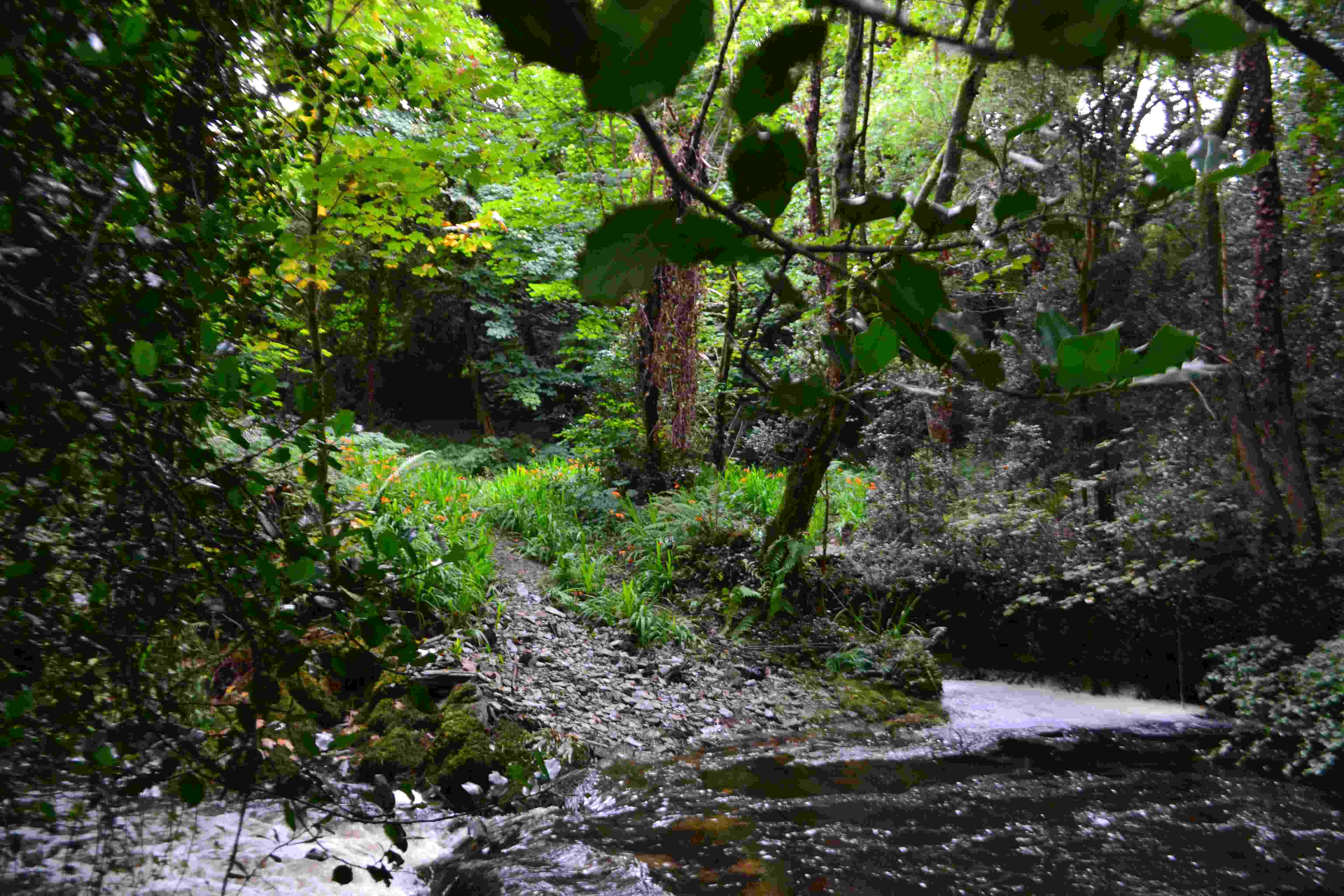Ruisseau serpentant dans un sous-bois irlandais, entre arbres et fougères